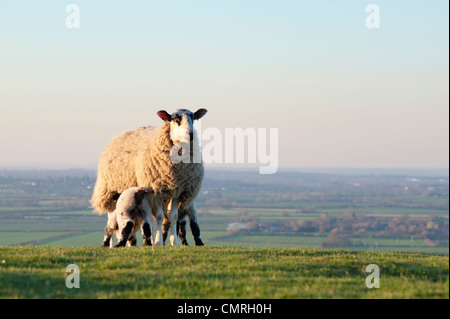 Lämmer säugen aus einem Mutterschaf auf einem Hügel in der englischen Landschaft. Oxfordshire, England Stockfoto