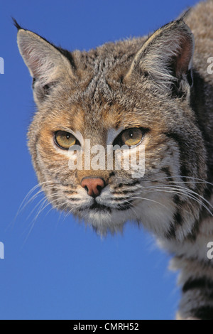 Tk0613, Thomas Kitchin; Bobcat, weiblich. Frühling. Rocky Mountains. Nord-Amerika. Felis Rufus. Stockfoto