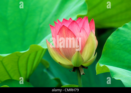 1990ER JAHRE NAHAUFNAHME ROSA LOTUSBLUME UNTER DEN GRÜNEN BLÄTTERN Stockfoto