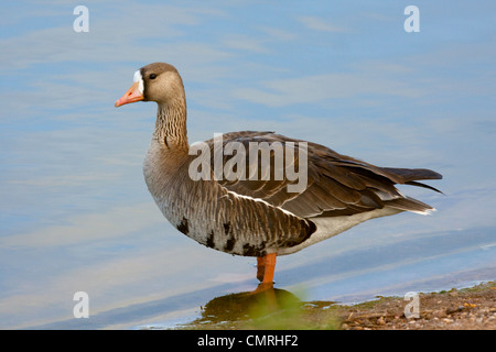 Größere weiße – Anser Gans Anser Albifrons Tucson, Arizona, USA 22 März Erwachsene Anatidae Stockfoto