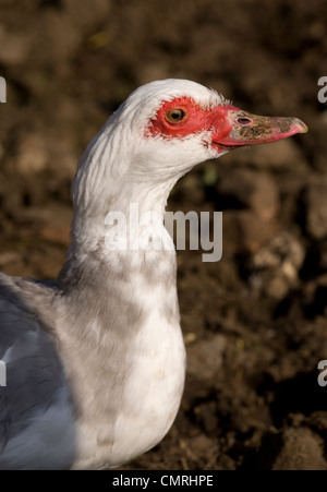 Barbarie-Ente Cairina Moschata einzelne Porträt von Erwachsenen UK Stockfoto