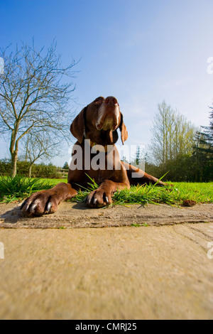 Irish Red Setter Hund, Red Setter in garden.pet.pup,pointing Zucht Stockfoto