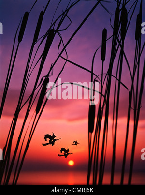 2000ER JAHRE DREI HALLOWEEN HEXEN AUF BESEN FLIEGEN BEI SONNENUNTERGANG ROHRKOLBEN IM VORDERGRUND Stockfoto