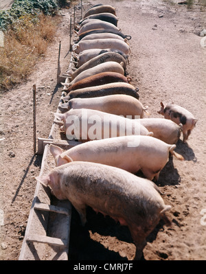 1980ER JAHRE REIHE VON SCHWEINEN, DIE FÜTTERUNG VON TROG AUF BAUERNHOF Stockfoto