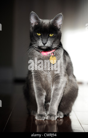 Korat Katze sitzt auf Holzboden Stockfoto