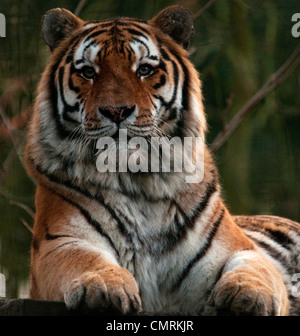 Sibirischer Tiger Stockfoto