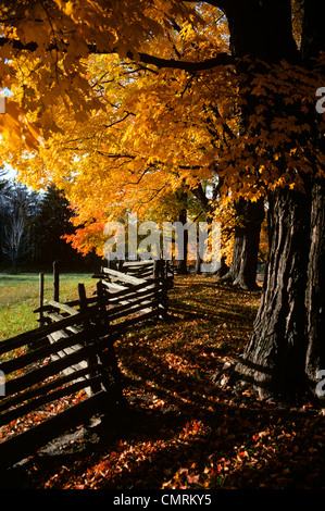 HERBSTLICHE BÄUME UND ZIG ZAG SPLIT HÖLZERNEN ZAUN Stockfoto