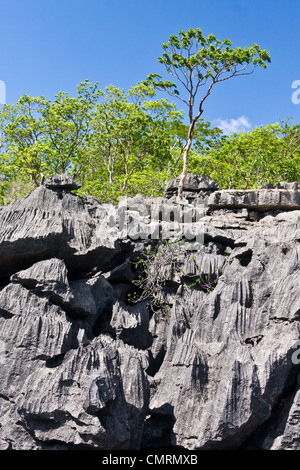 Die Tsingy von Ankarana, Norden von Madagaskar Stockfoto