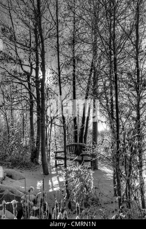 Ein aspen Grove zurück mit der Wintersonne beleuchtet Stockfoto