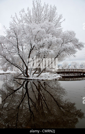 Ein Weidenbaum spiegelt sich im Wasser eines Teiches. Stockfoto