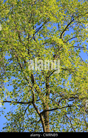 Stamm und Blätter von einem Tulip Tree durch schönes Wetter Stockfoto