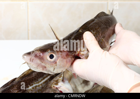 Rohe Kabeljau in der hand Frau arbeitet in der Küche Stockfoto