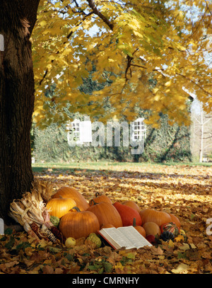 HERBST-SZENE MIT ANORDNUNG DER ERNTE KÜRBISSE UNTER EINEM BAUM MIT EINER OFFENEN BIBEL Stockfoto