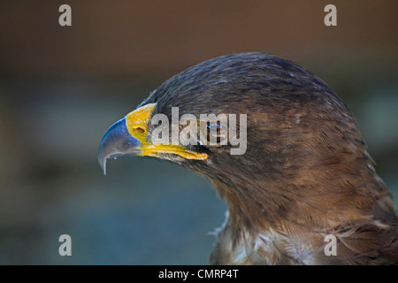 Der wahlberg Eagle (Aquila wahlbergi) am Adler Begegnung Spier Wine Estate. Stockfoto