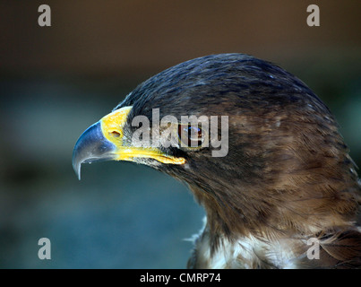 Der wahlberg Eagle (Aquila wahlbergi) am Adler Begegnung Spier Wine Estate. Stockfoto