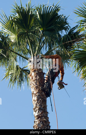 Baumpfleger Trimmen einer Palme Stockfoto