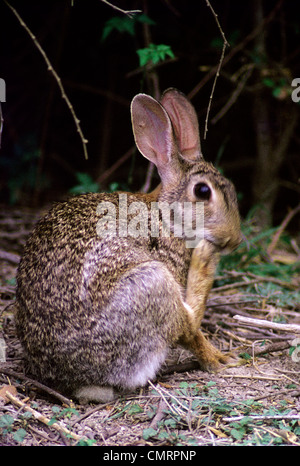 ÖSTLICHEN COTTONTAIL Kaninchen Sylvilagus floridanus Stockfoto