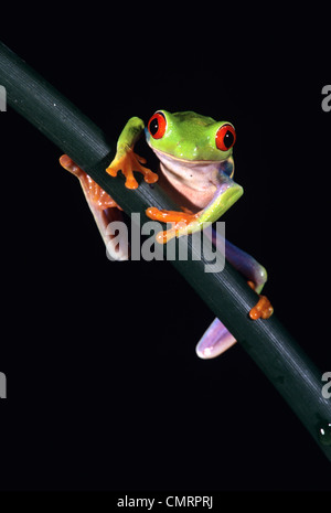 RED-EYED Laubfrosch Agalychnis Callidryas Mittelamerika Stockfoto