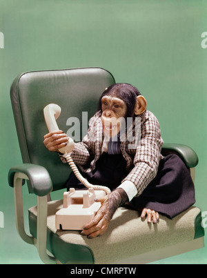 1970 1970S RETRO-SCHIMPANSEN TRAGEN BUSINESS-ANZUG SITZEN IM BÜRO STUHL MIT TELEFON LUSTIGE COMICFIGUR Stockfoto