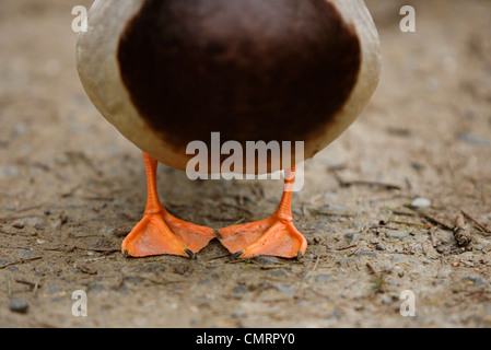 Mallard Duck Feet in Delta, Britisch-Kolumbien Stockfoto