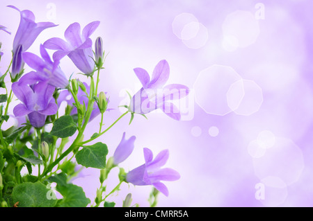 Schöne lila Hintergrund mit Campanula Blumen Stockfoto