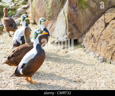 Brillentragende Eiderenten (Somateria Fischeri) Stockfoto