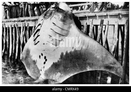 1919-Devil Fisch Bahama Fischer riesigen Teufel Ray Mobula mobular Stockfoto