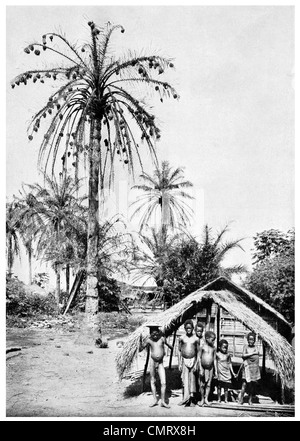 1919 schwarz Weaver Bird Nest auf einem hoch aufragenden Palm Kwilu Fluss-Angola Stockfoto