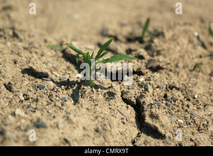 Kleine grüne Pflanze wächst auf trockenen Wüstenboden Stockfoto