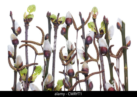 Die erste Feder sanft Knospen Blätter und Zweige Makro Hintergrund. Isoliert Stockfoto