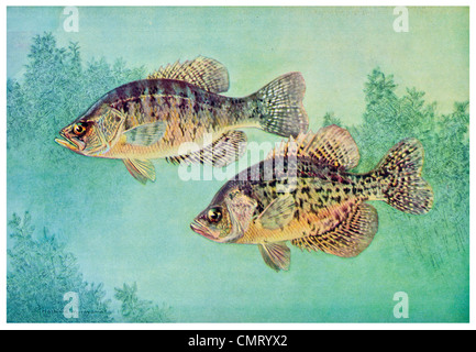 1926 Crappie Pomoxis Annularis Calico Bass Pomoxis sparoides Stockfoto