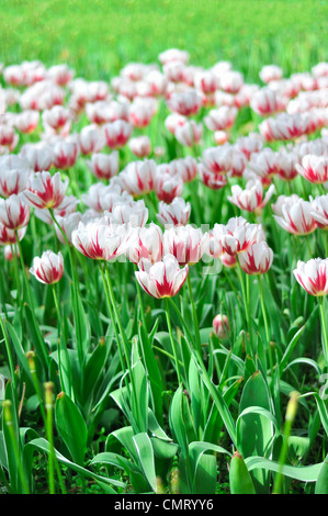 Tulpen Stockfoto