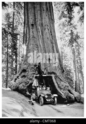 1923 durch Wawona Tunnel Tree Mariposa 1923 durch Wawona Tunnel Tree Mariposa Grove Kalifornien fahren fahren Stockfoto