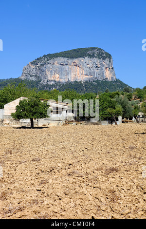 Olivenbäume aus Mallorca Boden von mediterranen Inseln von Spanien Stockfoto