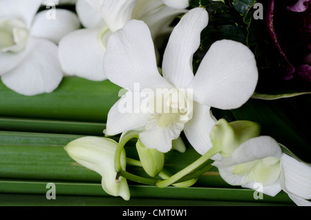 Thailand, Bangkok. Weiße Orchidee auf Bambus. Stockfoto