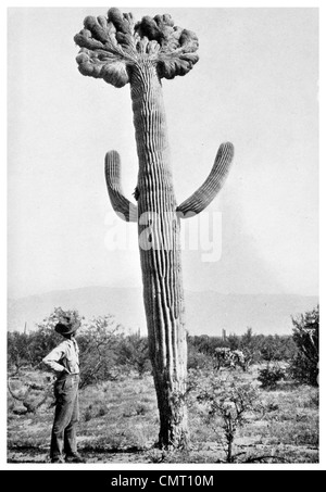 1924-Krebs-Kaktus Stockfoto