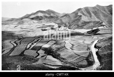 1924-große Ananas-Plantage der Hawaii-Insel Stockfoto