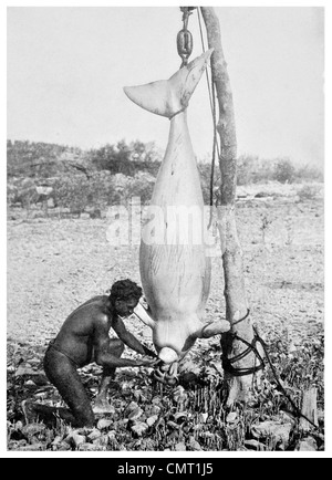 1924 giant Dogong 12 Füße Aborigines Hunter Austalia Stockfoto