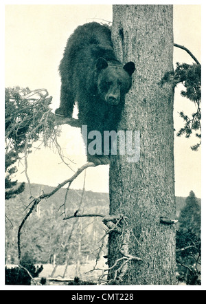1924 Yellowstone National Park Wild Schwarzbär Ursus Americanus Vereinigte Staaten Amerika Stockfoto