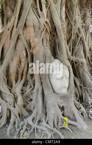 Thailand Ayutthaya. Wat Mahathat (aka Wat Maha That) war der historischen königlichen Kloster. buddha Kopf in Baumwurzeln ummantelt. Stockfoto