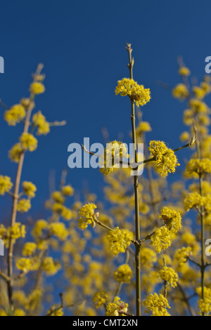 Karneol-Kirsche, Kornelkirsche Kirschbaum, Europäische Kornelkirsche Cornus Mas Kornelkirsche (Cornus Mas), Cornel Kirsche, Natur, Stockfoto