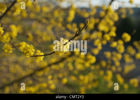 Karneol-Kirsche, Kornelkirsche Kirschbaum, Europäische Kornelkirsche Cornus Mas Kornelkirsche (Cornus Mas), Cornel Kirsche, Natur, Stockfoto