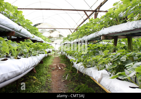 Zeilen und Stapel von Erdbeerpflanzen in einem Gewächshaus auf der Erdbeerfarm. Stockfoto