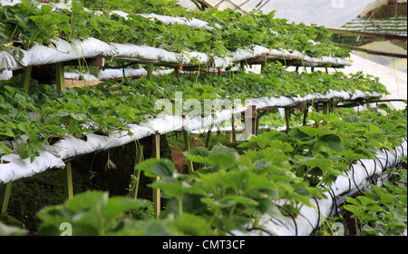 Zeilen und Stapel von Erdbeerpflanzen in einem Gewächshaus auf der Erdbeerfarm. Stockfoto