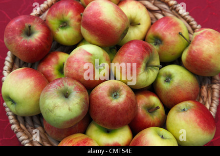 Lebensmittel, Obst, Kernobst, Äpfel in einem Korb, Malus Domestica, Berlepsch Stockfoto