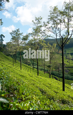 Kaffee Büsche auf den Hügeln von Nuwara Eliya Sri Lanka Stockfoto