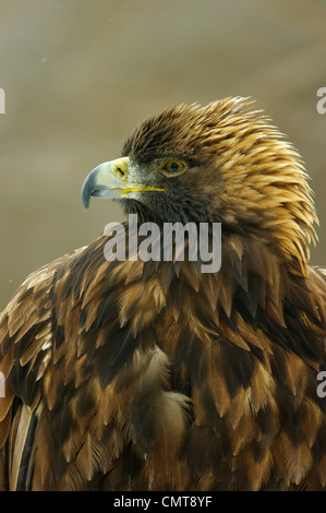 Steinadler im Ecomuseum Zoo, Ste-Anne-de-Bellevue, Quebec, Kanada Stockfoto