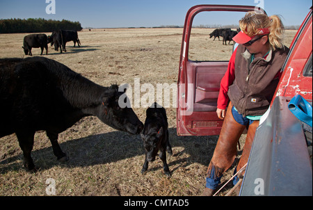 Rinderfarm in Nebraska Territorium Sandhügel wo Keystone XL Öl-Pipeline ist geplant Stockfoto