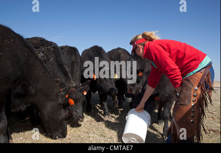 Rinderfarm in Nebraska Territorium Sandhügel wo Keystone XL Öl-Pipeline ist geplant Stockfoto