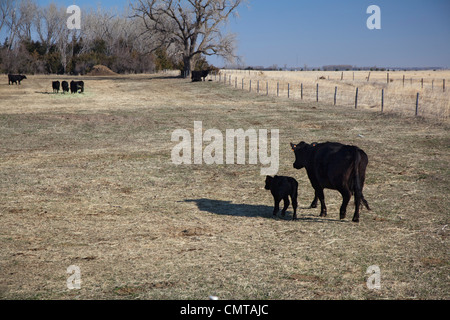 Rinderfarm in Nebraska Territorium Sandhügel wo Keystone XL Öl-Pipeline ist geplant Stockfoto